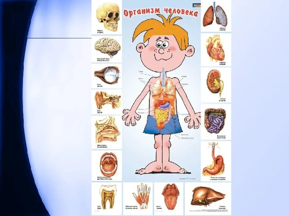 Строение органов человека 2 класс окружающий мир. Модель аппликация внешнее и внутреннее строение тела человека. Модель внутреннее строение организма 3 класс. Организм человека для детей.