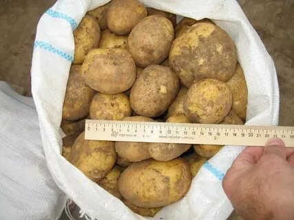 Картофель венета описание отзывы вкусовые качества