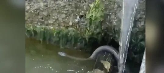 Змея в черном море в анапе. Змеи в черном море анапа. Полоз змея анапа. Змеи гигантские в анапе. Водяные змеи в анапе.