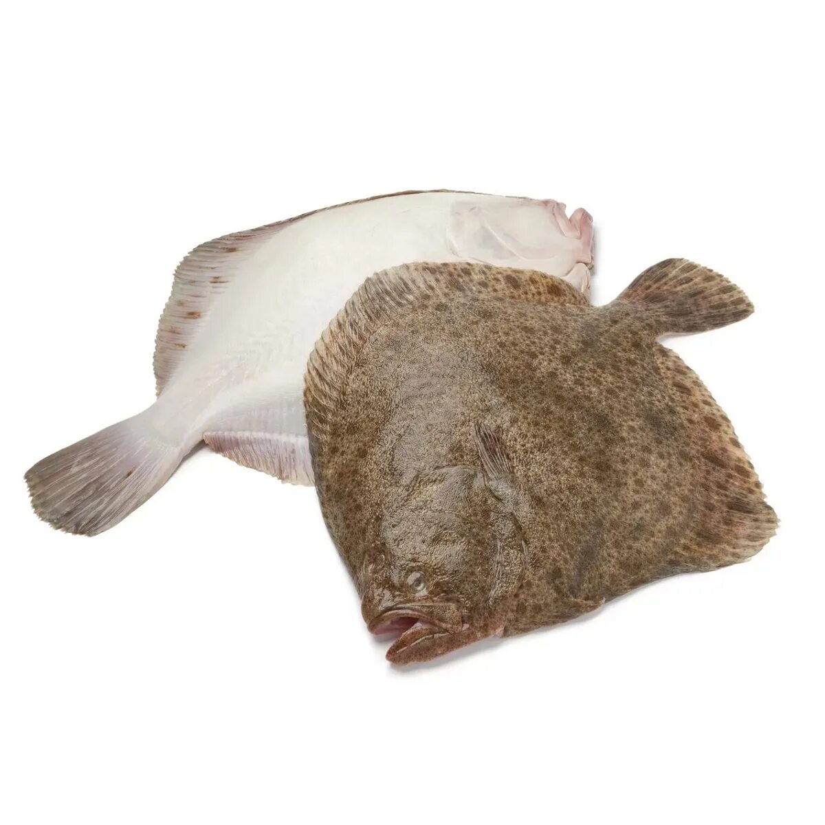 Селена вомер рыба. Копчения. Рыба плоская вомер. Вомер холодного копчения. Камбала мурманская пятнистая.