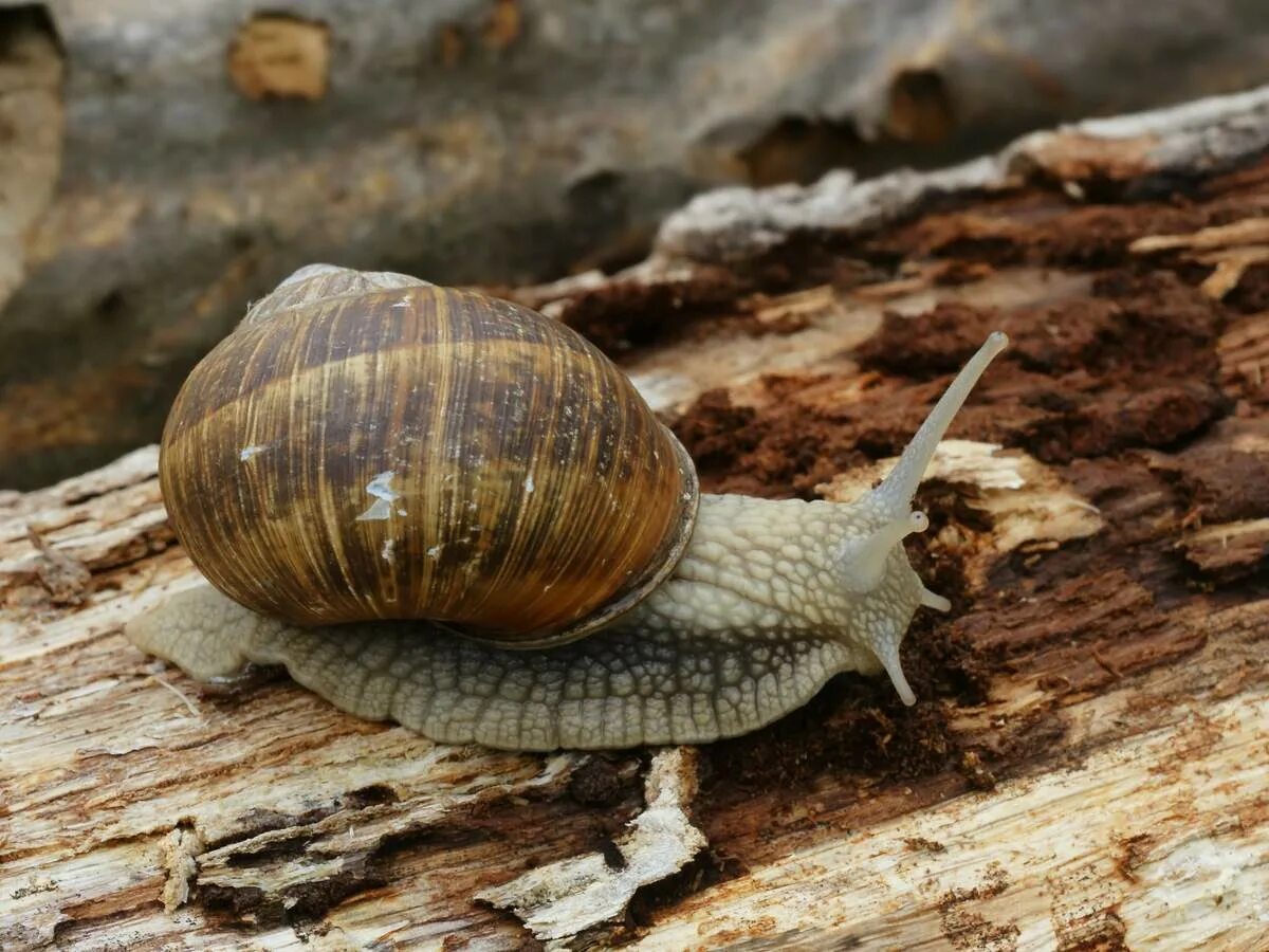 Брюхоногие моллюски Виноградная улитка. Улитка Helix pomatia. Виноградная улитка Helix. Крымская Виноградная улитка. Улитка род