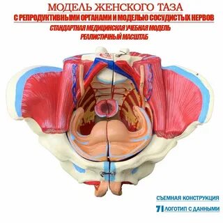 Әйелдер минет суретін жақсы көреді