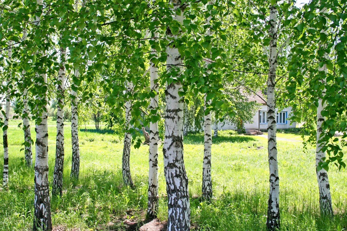 Березы. Береза фото. Береза в саду. Какие бывают березы