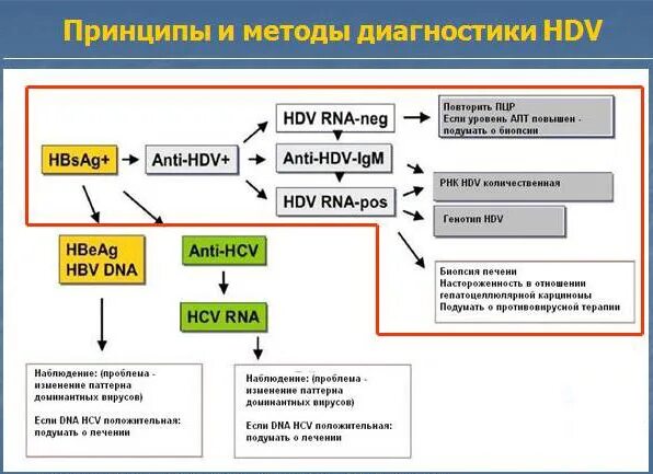 Гепатит диагностика и лечение. Алгоритм лабораторной диагностики гепатита с. Алгоритм диагностики гепатита д. Алгоритм диагностики вирусных гепатитов. Лечение вирусного гепатита схема лечения.