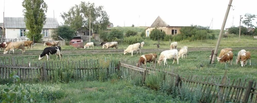 Хутор Кудиновский Алексеевский район Волгоградская область. Волгоградская область Алексеевский район Хутор Павловский. Кардаиловка Воронежской области Поворинского района. Хутор Чечеровский Алексеевский район.