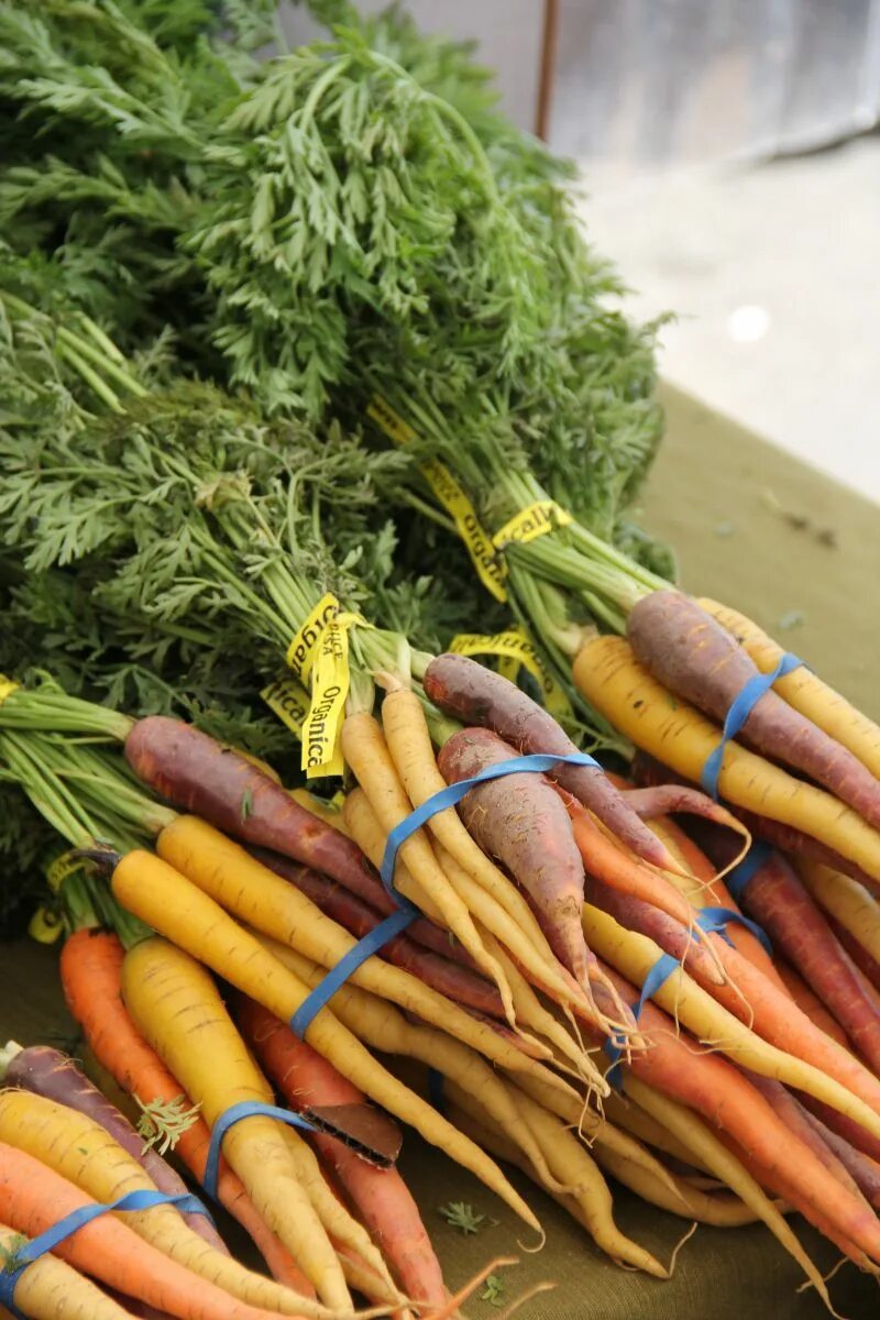 Carrot vegetable. Морковь. Овощи морковь. Морковь в пучках. Корнеплод моркови.