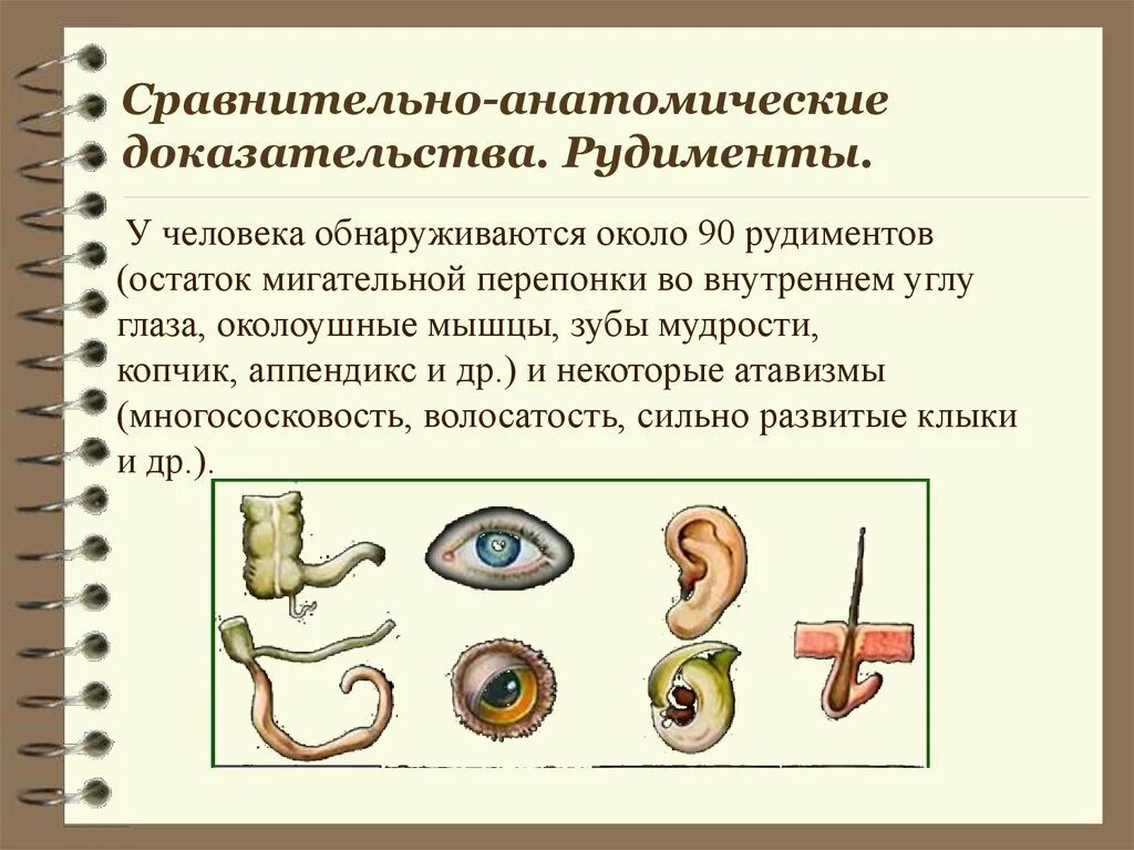 Примерами рудиментов у человека служат