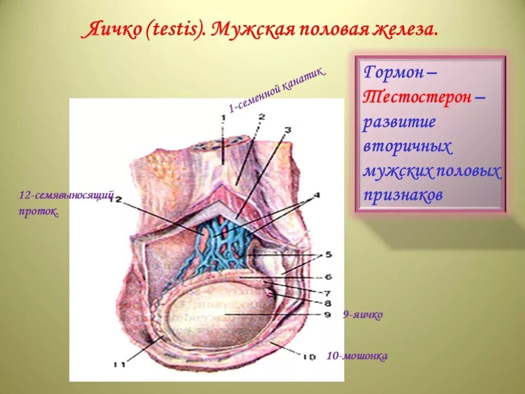 Большие половые железы. Яичко мужская половая железа. Мужские половые железы яички. Мужская половая железа яичко анатомия. Половые железы семенники.