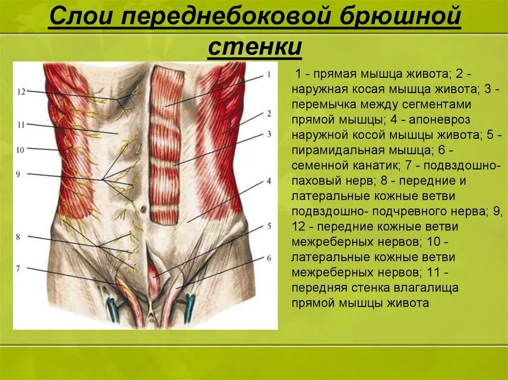 Толстая брюшная стенка