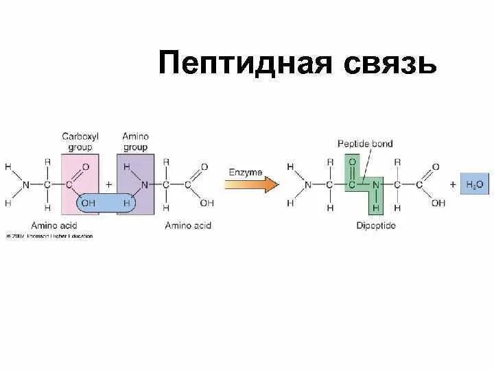 Пептидные связи есть в. Схема пептидной связи. Пептидная связь. Разрыв пептидной связи. Пептидная связь вид связи.