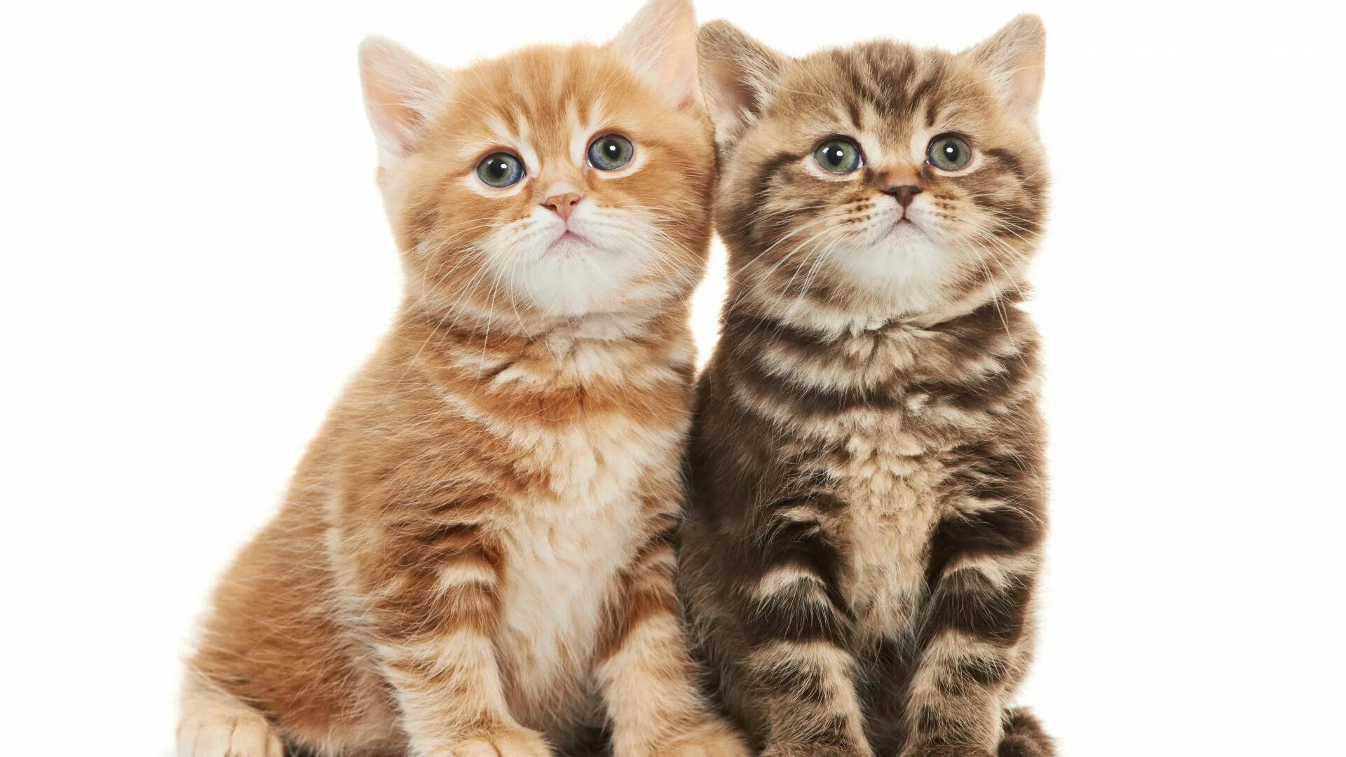 Kitten for 2