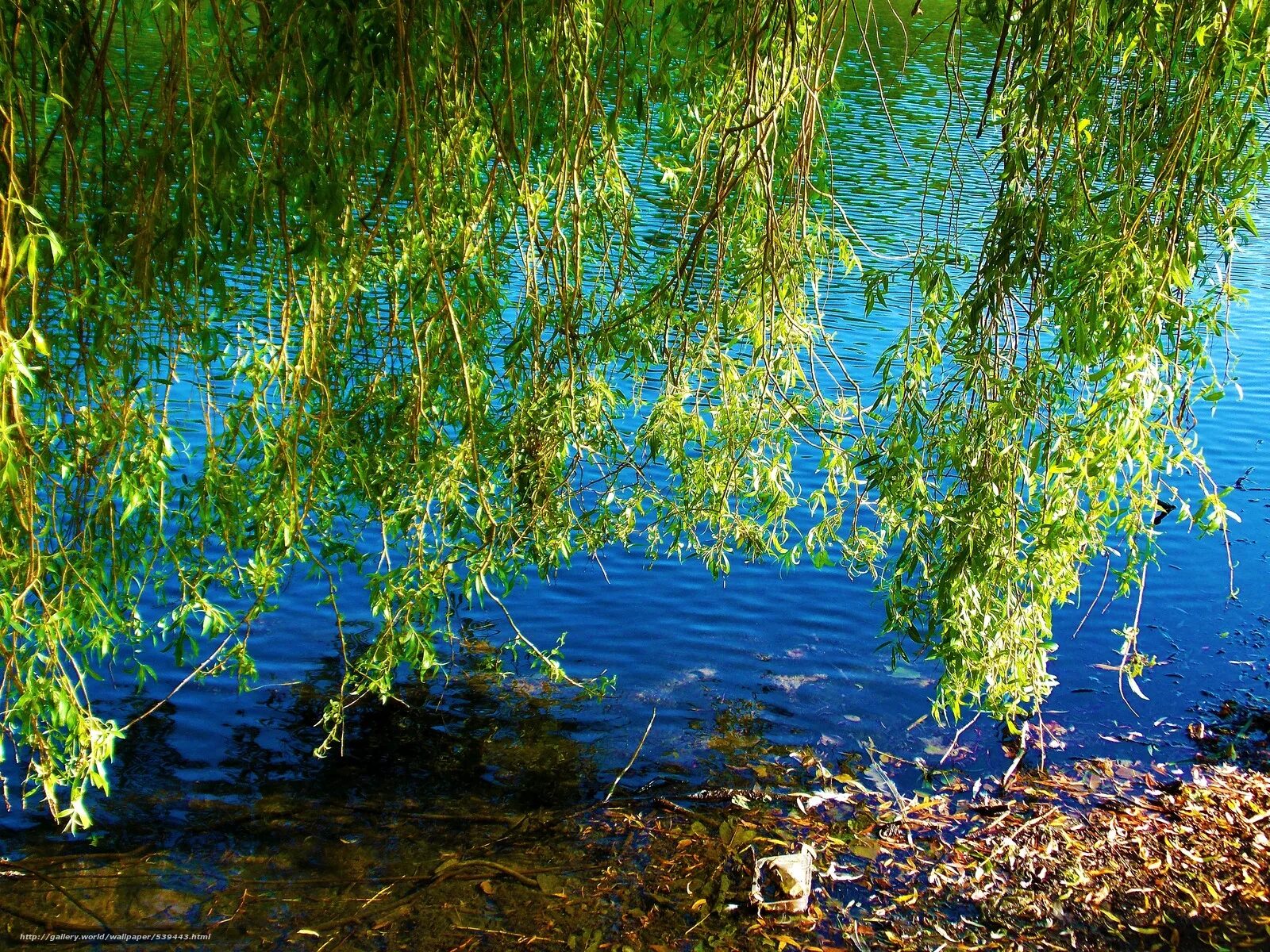 Ветка дерева над водой. Деревья у пруда. Дерево у реки. Ветка у озера. Ива бузулукская.