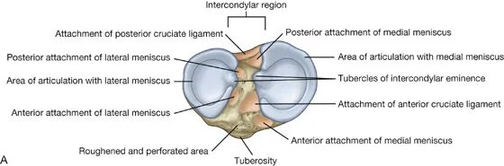 Left lateral left posterior left asteriormedial. Superior view перевод