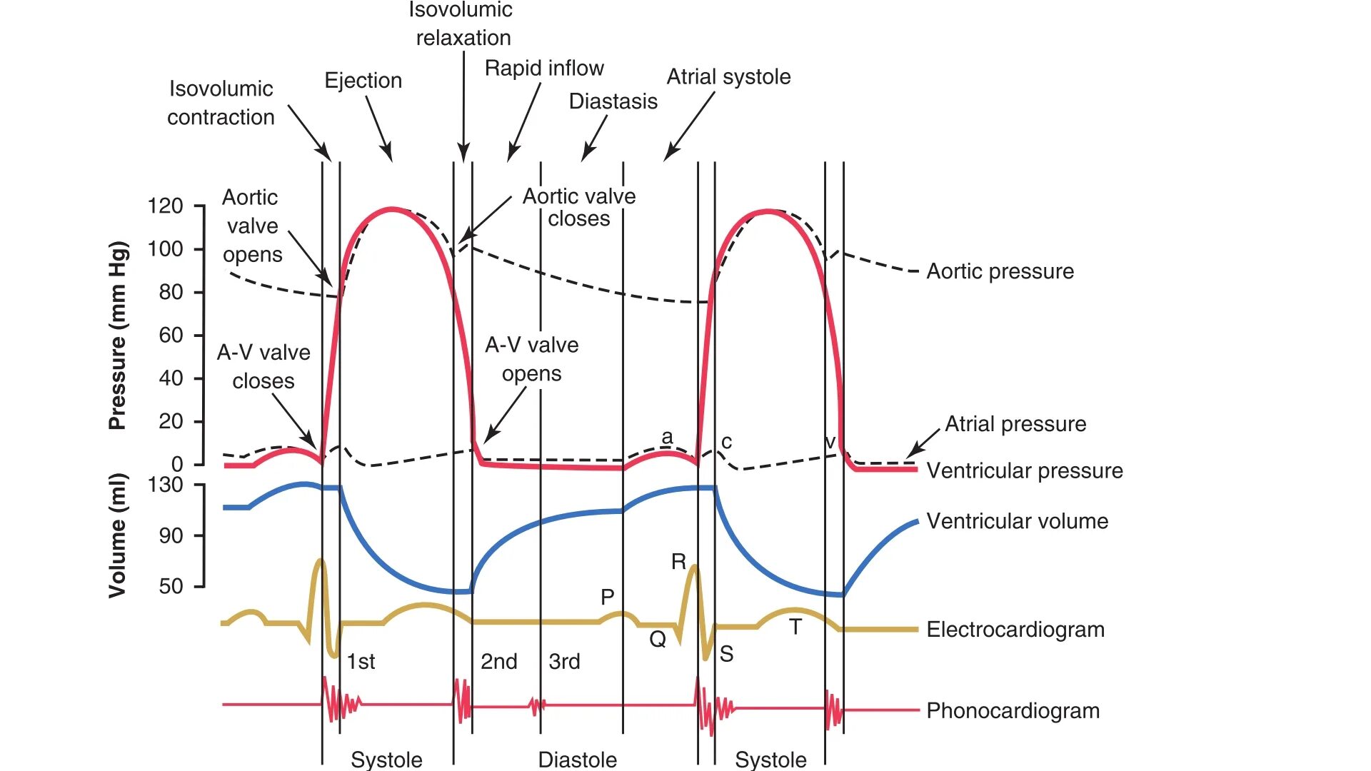 Фазы сердечного цикла физиология. Схема сердечного цикла ЭКГ. Сердечный цикл диаграмма Уиггерса. Фаза цикла систола предсердий. Норма правого предсердия