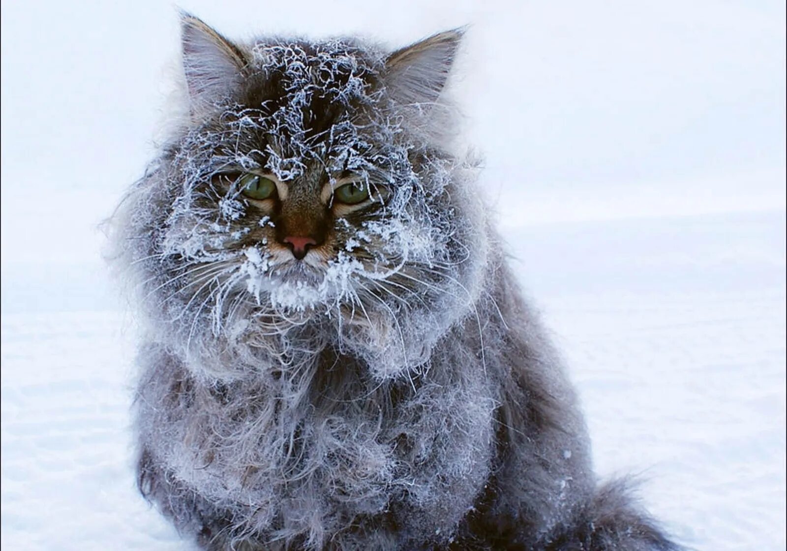 Кот в снегу. Пушистая зима. Кот замерз. Пушистый кот в снегу.