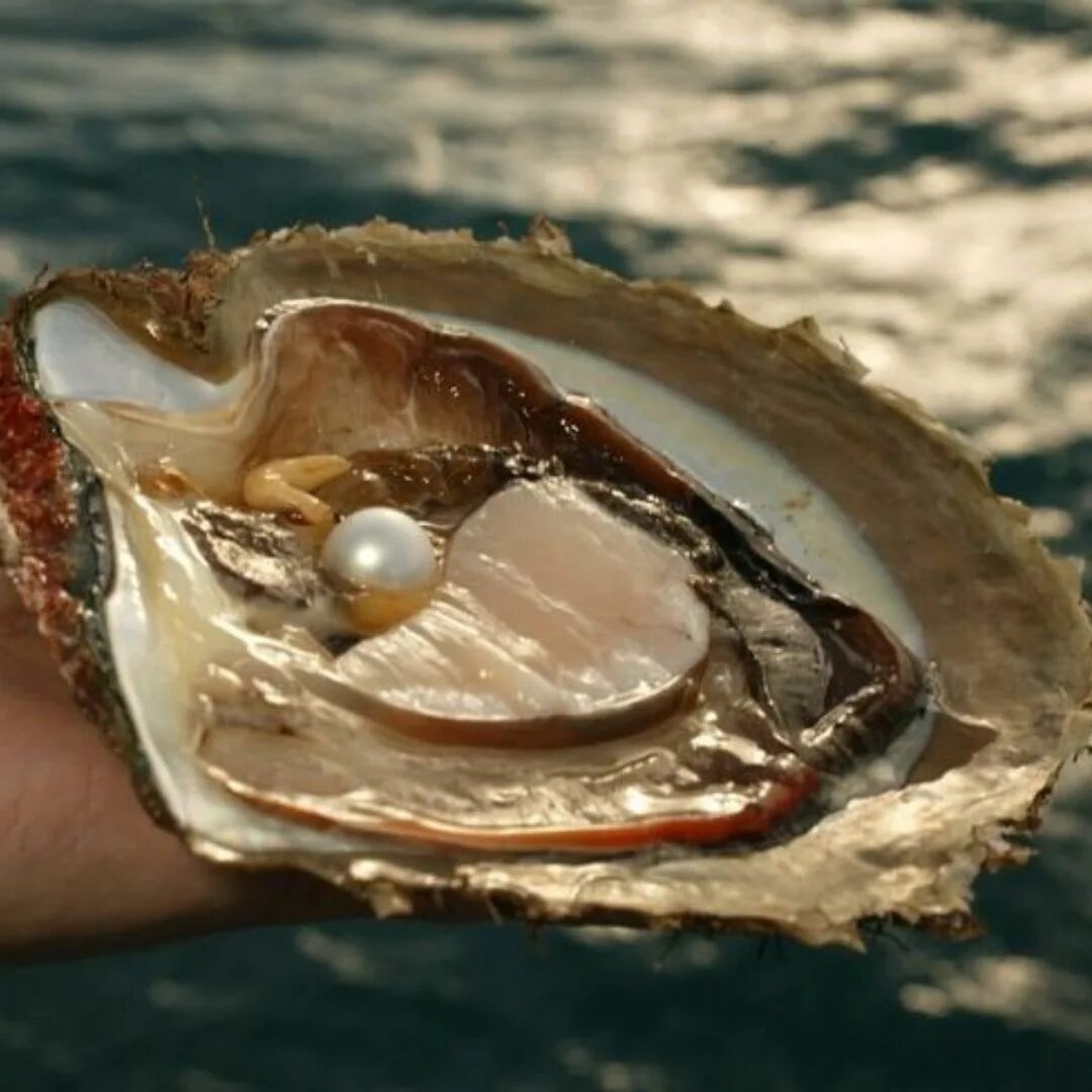 Строение раковины моллюска. Морская жемчужница моллюск. Жемчужница обыкновенная. Как образуется жемчуг в раковине моллюска. Жемчужница речная обыкновенная.