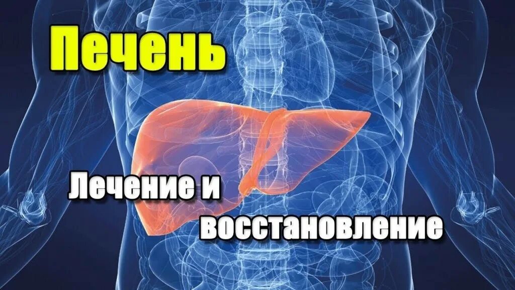 Lechenije pecheni. Печень можно вылечить полностью