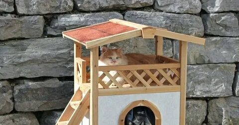 Строят котам дома