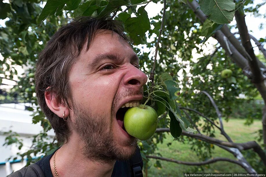 Человек надкусывает яблоко. Смешное яблоко. Человек с яблоком во рту. Яблоня прикол.