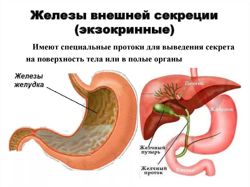 Схема строения железы внешней секреции. Железы внешней секреции экзокринные. Железы внешней секреции протоков не имеют. Железы внешней секреции имеют.