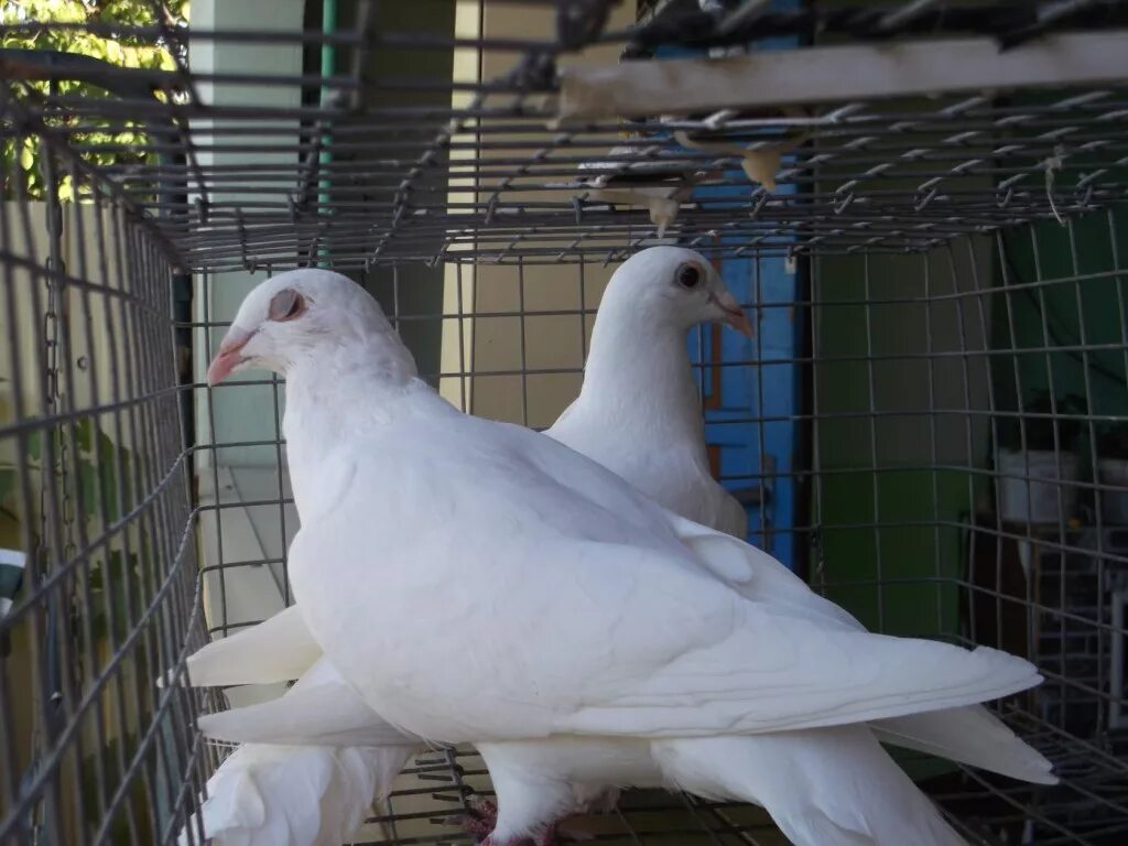 голуби в городе. голуби москвичи. голуби москвичи. голуби москвичи. голуби москвичи.
