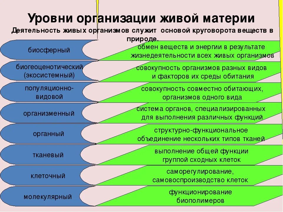 Уровни организации живой материи организменный