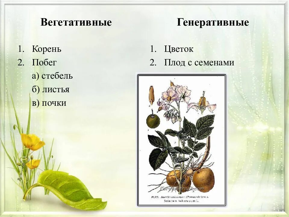 Что из перечисленного относится к вегетативным органам. Генеративные органы: цветок плод с семенами. Вегетативные и генеративные органы цветка. Плод это вегетативный или генеративный орган. Строение цветка вегетативные и генеративные органы.