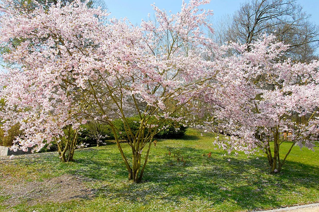 фото весны деревьев. весеннее дерево. фото весны деревьев. весеннее дерево. фото весны деревьев.