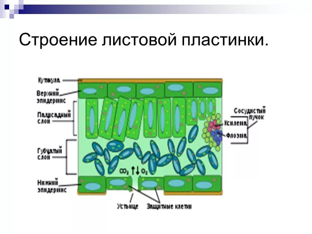 Какие клетки образуются листовую пластинку. Поперечное строение листовой пластинки. Строение среза листовой пластинки. Строение листовой пластинки 6 класс биология. Внутреннее строение листовой пластинки биология 6 класс.