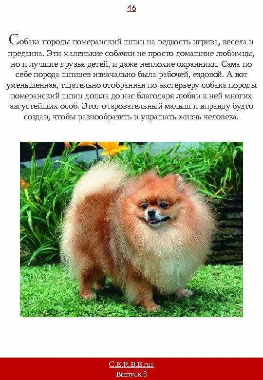 Померанский шпиц содержание. Рассказ о породе собак шпиц. рассказ о породе собаки шпиц 2 класс. сообщение о собаке померанский шпиц. померанский шпиц породы собак описание.