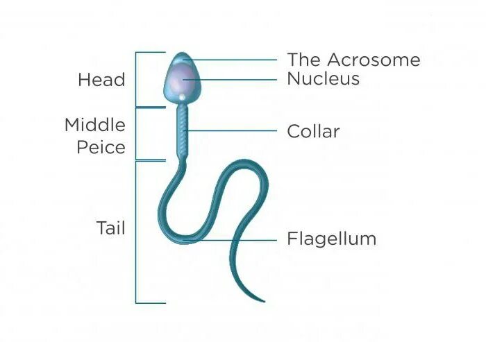 Мужская гамета. Строение сперматозоида человека. Строение сперматозоида млекопитающего рисунок. Акросома сперматозоида. Сперматозоид рисунок с подписями.