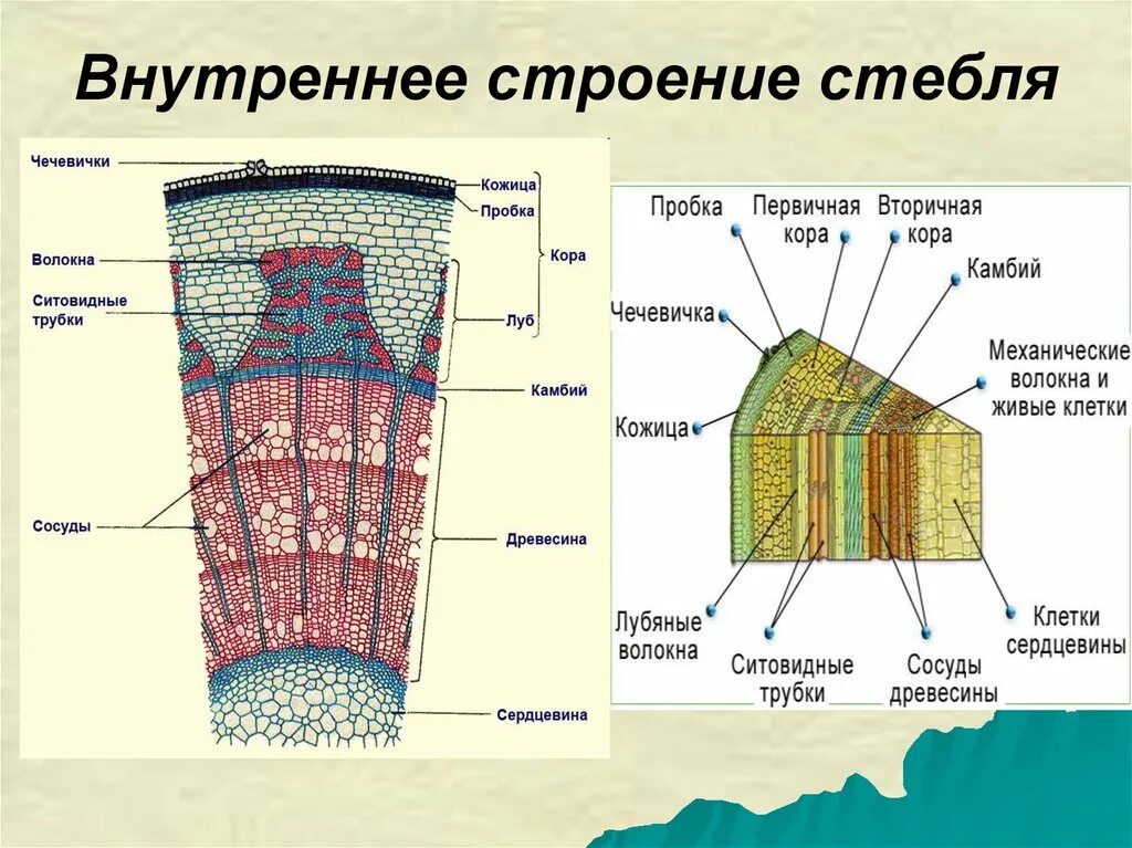 Поперечный срез стебля древесного растения. Срез древесного стебля строение. Анатомическое строение стебля древесных растений. Поперечный срез стебля древесного растения строение.