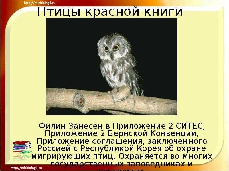 Сколько птиц занесено в красную книгу. Птицы красной книги. сова занесена в красную книгу. филин красная книга.