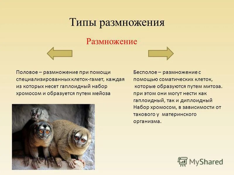 соматическое размножение это