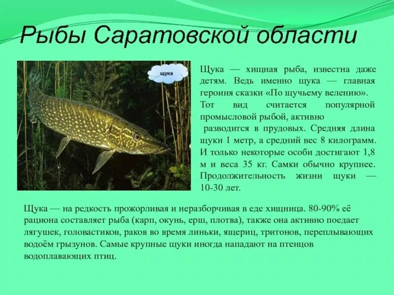 Рыбы Саратовской области. Щука обитает. Обитание щуки. Промысловые рыбы Саратовской области.