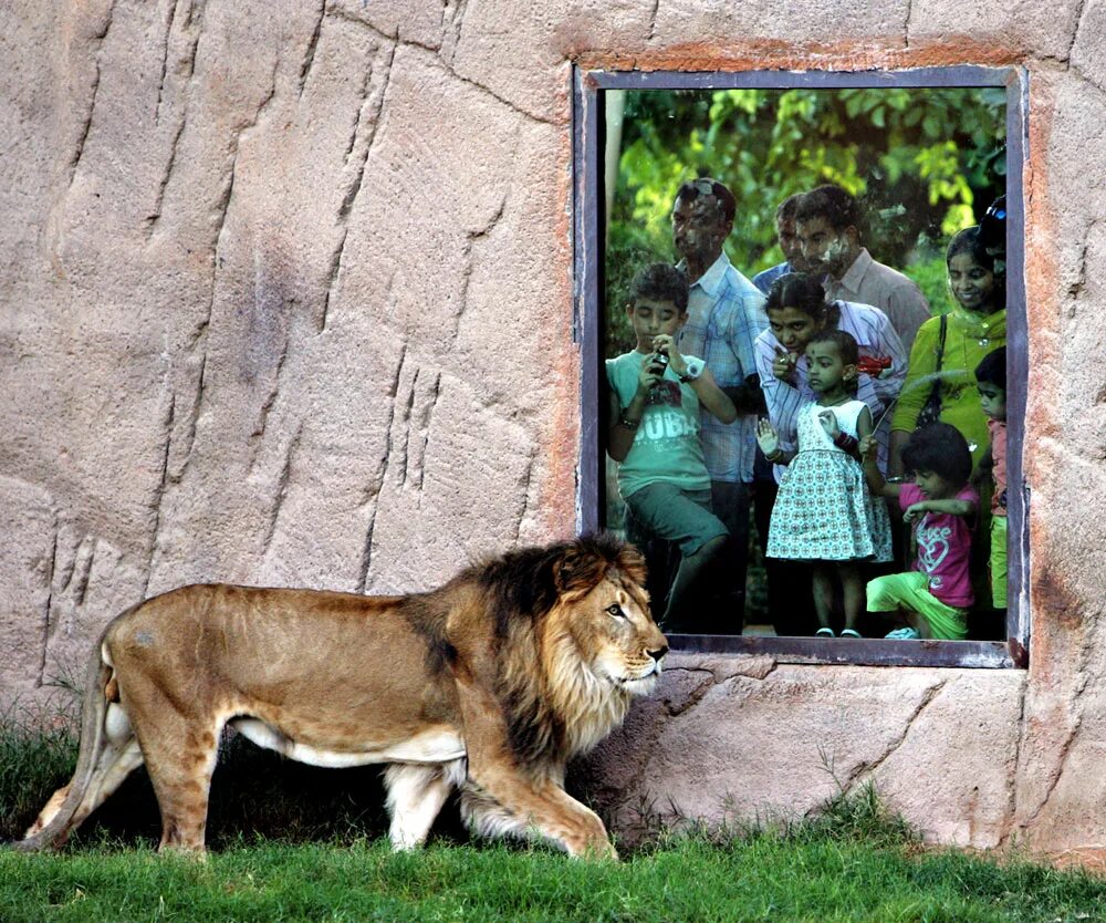 Лев есть в зоопарке. Сафари парк Краснодар Лев. Зоопарк сафари Мюнхен. Шикарный зоопарк. Самый красивый зоопарк.