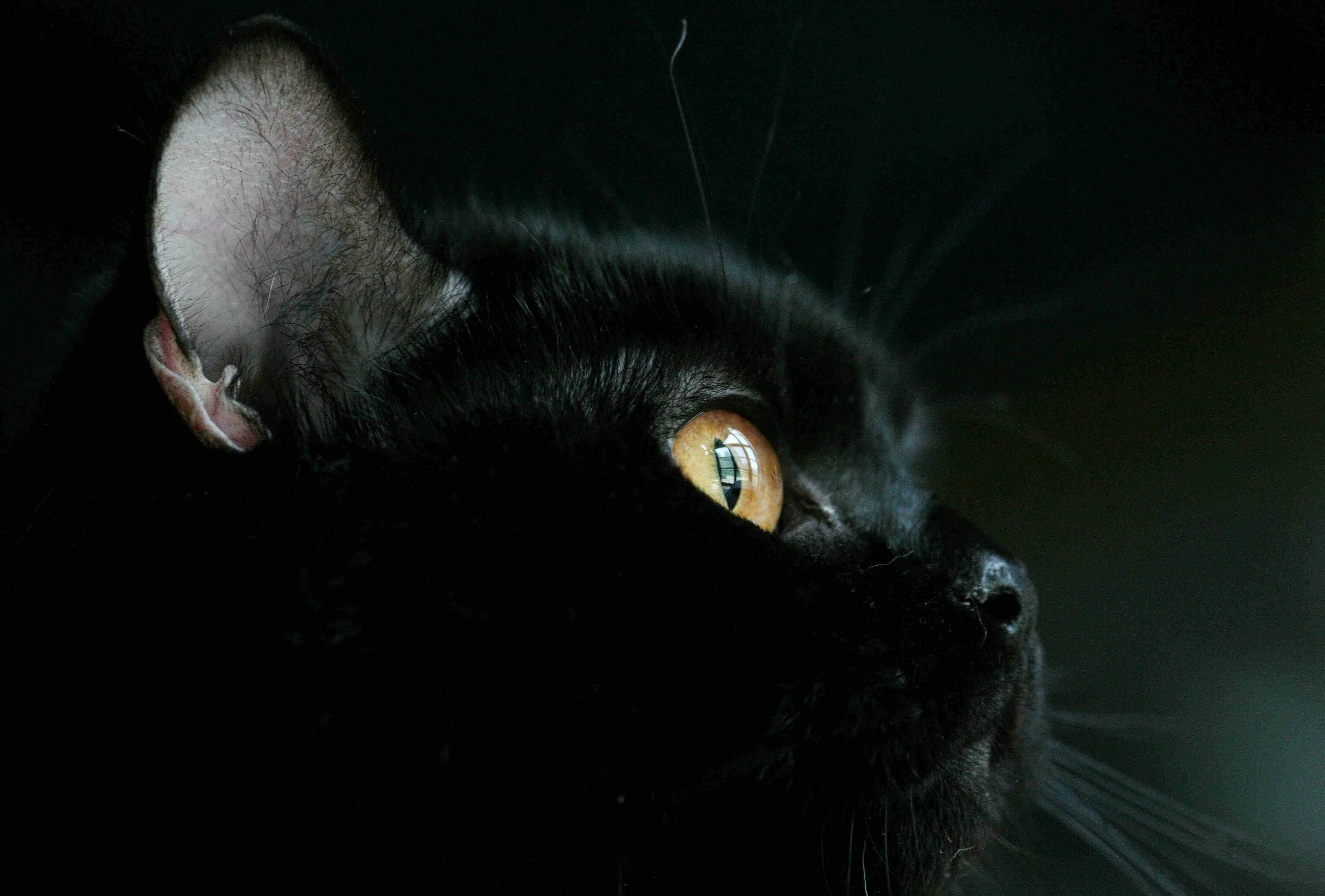 Бомбейская кошка. Чёрный кот. Красивый черный кот. Красивая черная кошка. Тайны черной кошки