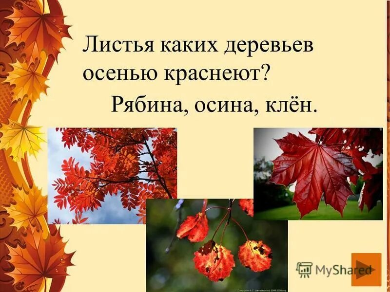 Лист клёна кроасный контрастный. Береза с красными листьями. Красный лист. Красные осенние листья. Багряные листья.