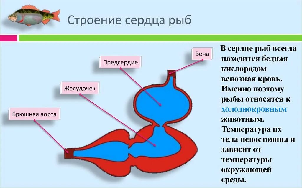 У какой рыбы 2 сердца. Строение сердца костных рыб. строение сердца костистых рыб. строение сердца рыбы 7 класс. строение сердца у рыб 7 класс биология.