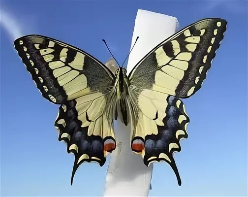 Бабочка на букву п. Бабочка Махаон обыкновенный. Бабочка Косциносцере Геркулес. Бабочки Геншин. Защита бабочек.