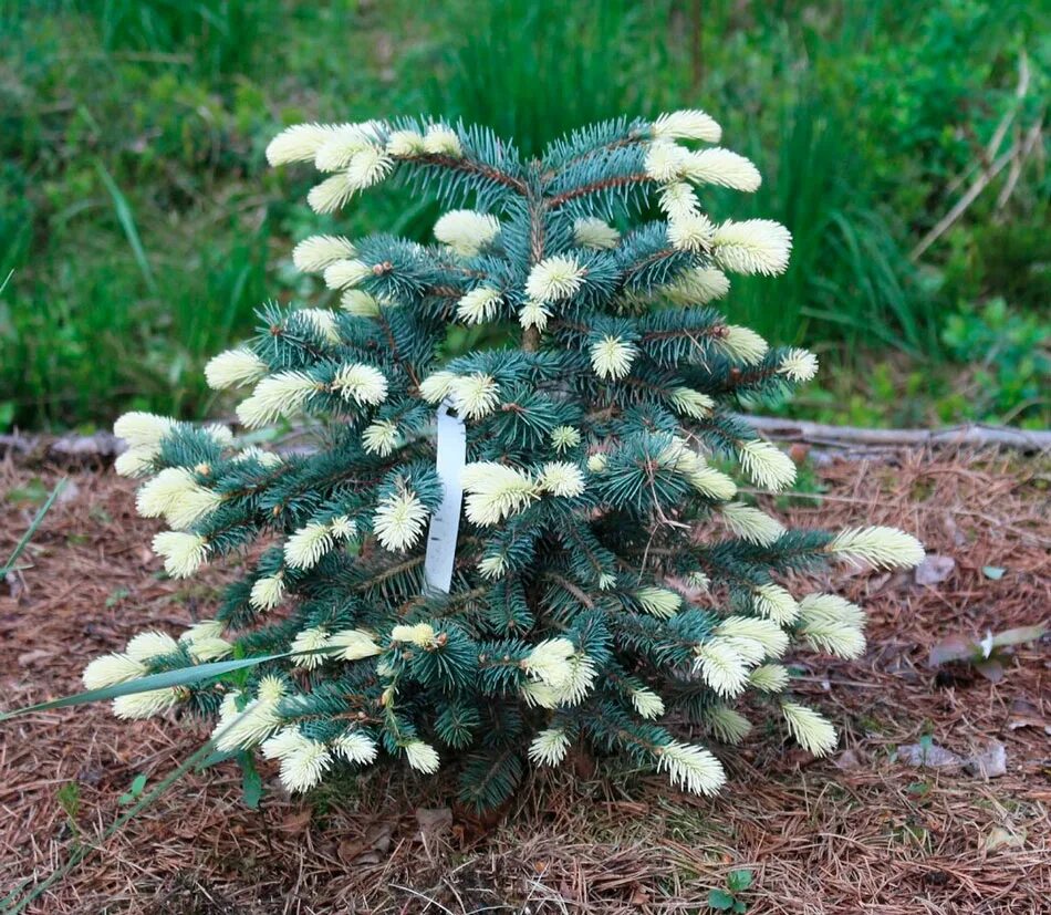 Picea pungens Bialobok. Ель колючая Белобок. Ель колючая Bialobok. Ель колючая голубая Биалобок.