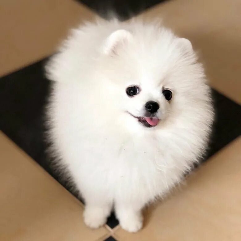 Померанский шпиц кремовый. Сколько рублей стоит собака шпиц. Мини померанский шпиц оранжевый. Сколько рублей стоит собака шпиц. Померанский шпиц за 15.