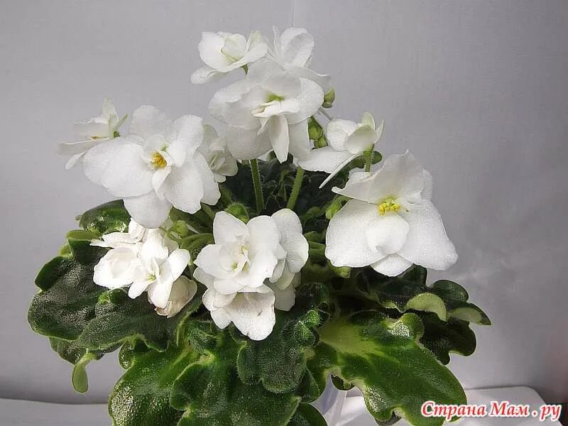 корененные черенки самшита, берсклета, фикуса Микрокарпа, абутилона, денежного д