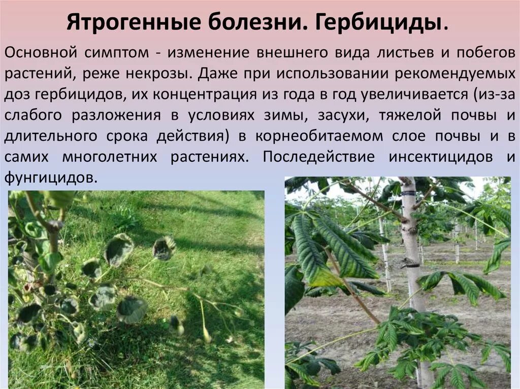 Последствия гербицидов. Ятрогенные болезни растений. Что такое гербициды для растений. Гербициды презентация. Вредные болезни у растений.