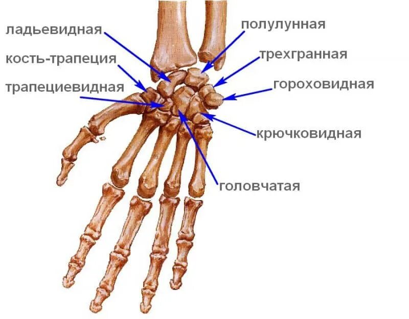Среднезапястный сустав. Кости запястья строение. ладьевидная кость кисти анатомия. кости кисти лучезапястный сустав. лучезапястный сустав гороховидная кость.