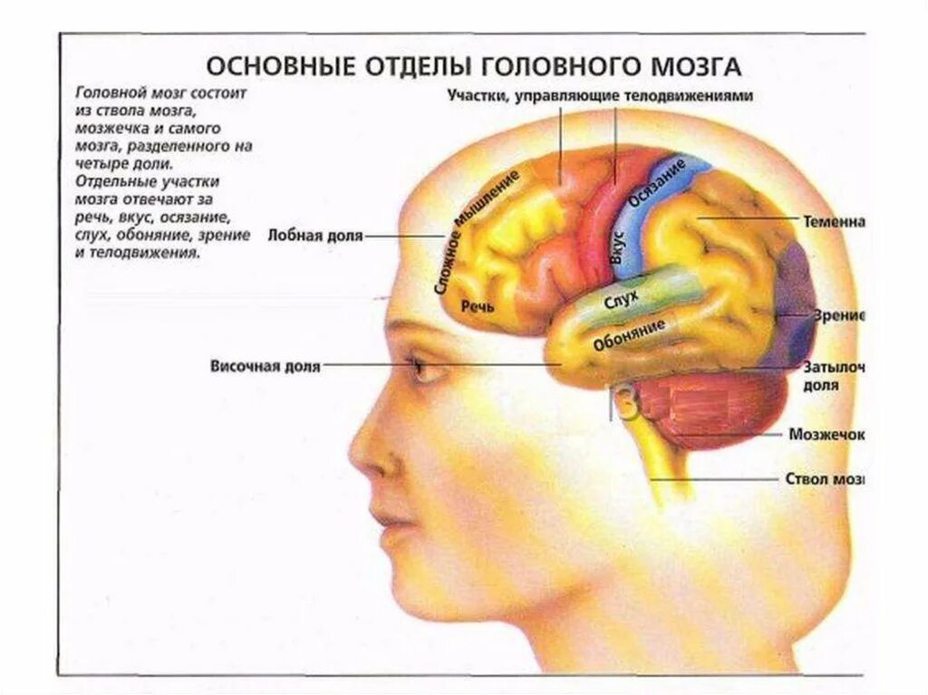 Как головной мозг связан с другими органами. Отделы головного мозга. Основные отделы головного мозга. За что отвечают отделы мозга.