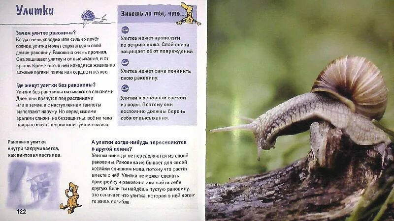 Придумай свои вопросы типа почему тигр полосатый. Придумай свои вопросы такого типа почему тигр полосатый. книга почему тигры полосатые животные в вопросах и ответах. зачем улитке рога.