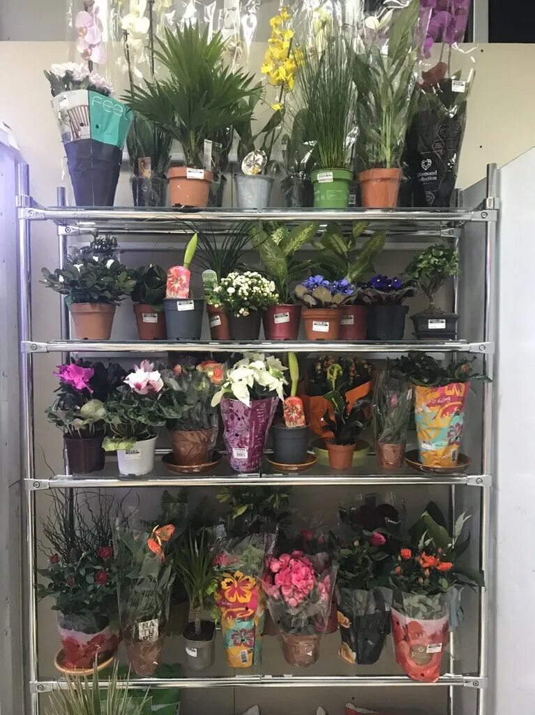 город воркута северное сияние. ленина, 14а. весна в воркуте. воркута северное сияние. воркута цветы на дом.