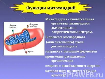 Объект митохондрия процесс какой