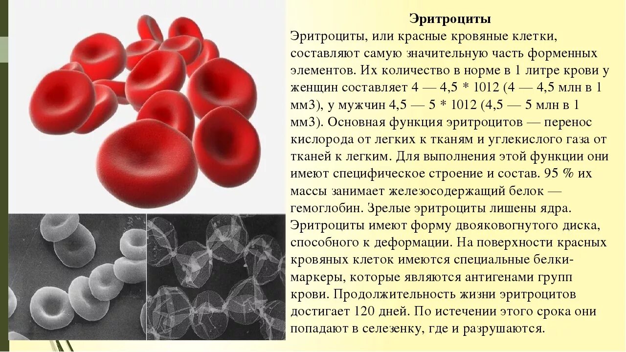 Эритроциты что это значит у женщин. Эритроциты биология 8 класс. Эритроциты крови анатомия. Эритроциты в крови функции кратко. Форменные элементы крови в 1 литре крови.